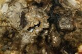 Polished Petrified Wood (Araucaria) Round - Madagascar #376818-1